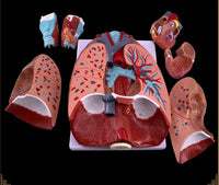 Modelo anatómico de sistema respiratorio humano pulmon corazon y diafragma desmontable en 7 piezas