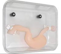 Modelo simulador laparoscopia de entrenamiento endoscopio estomago de cirugia gastroscopica