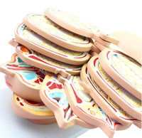 Modelo anatómico de cabeza seccionada en capas cortes detallados