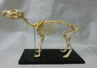 Modelo esqueleto Gato - Perro