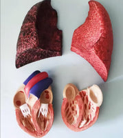 Modelo cardiopulmonar sistema respiratorio laringe