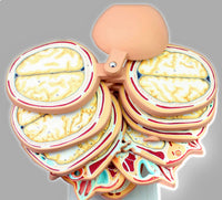 Modelo anatómico de cabeza seccionada en capas cortes detallados