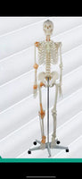 esqueleto humano tamaño real 175cms con ligamentos