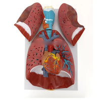 Modelo anatómico de sistema respiratorio humano pulmon corazon y diafragma desmontable en 7 piezas