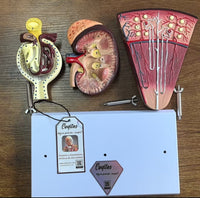Anatomía del sistema urinario glomerular nefrona Desmontable (3 PIEZAS) Riñon