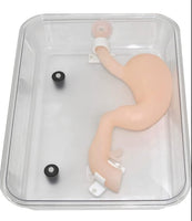 Modelo simulador laparoscopia de entrenamiento endoscopio estomago de cirugia gastroscopica