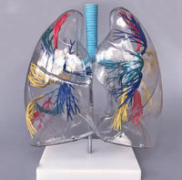 Modelo de segmentacion transparente arbol bronquial de pulmones humanos