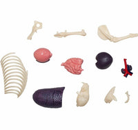 Modelo 4D desmontable Leon MVZ