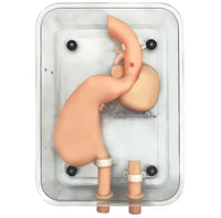 Simulador endoscopia gastro duodenal estomago