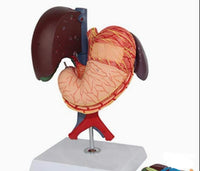 Modelo de estomago extraible higado desmontable