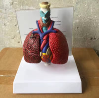 Modelo cardiopulmonar sistema respiratorio laringe