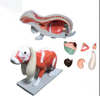 Modelo de conejo para MVZ Desmontable