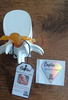 Modelo de vertebra lumbar - hernia discal - Modelos Anatómicos Humanos