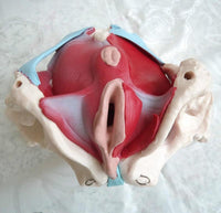 Modelo desmontable de Pelvis Femenina - suelo pelvico