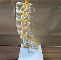 Modelo de columna vertebral lumbar transparente