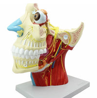 Modelo de Rostro 3D cabeza de alta definicion