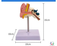 Modelo de oído en su base