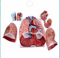 Modelo anatómico de sistema respiratorio humano pulmon corazon y diafragma desmontable en 7 piezas