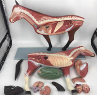 Modelo de caballo para MVZ Desmontable