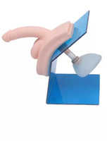 Modelo entrenamiento de cateterismo femenino enema