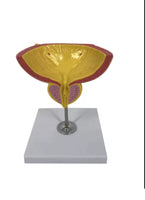 Modelo de Prostata y vejiga
