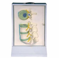 Simulador de Disco intervertebral columna vertebra eléctrico