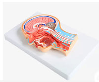 Modelo de cabeza Seccion media con cerebro