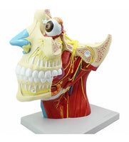 Modelo de Rostro 3D cabeza de alta definicion