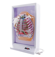 Simulador de Diafragma pulmonar pulmon sistema respiratorio