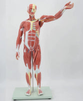 Modelo muscular torso con organos internos tamaño real 180 cm