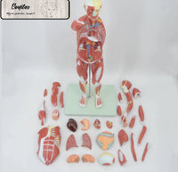 Modelo muscular torso con organos internos tamaño real 180 cm