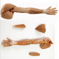 Modelo de Brazo - Ultra Realista Alta Simulacion