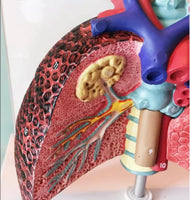 Modelo cardiopulmonar sistema respiratorio laringe