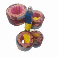 Modelo anatomico de bronquios