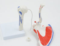 Modelo de articulacion de hombro humano Flexible y desmontable - Alta Simulacion