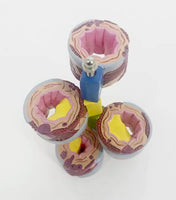 Modelo anatomico de bronquios