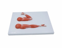 Modelo anatómico de brazo musculo mano y hombro