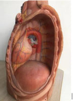 Modelo Mediastino Mediastinico - Ultra Realista Alta Simulación