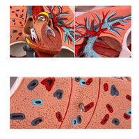 Modelo anatómico de sistema respiratorio humano pulmon corazon y diafragma desmontable en 7 piezas