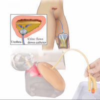 Simulador de cateteriamo urinaria masculino o femenino