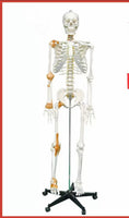 esqueleto humano tamaño real 175cms con ligamentos