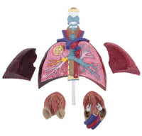 Modelo cardiopulmonar sistema respiratorio laringe