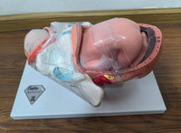 Modelo Anatomico de nacimiento parto posiciones fetal - alta simulacion