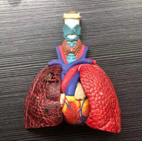 Modelo cardiopulmonar sistema respiratorio laringe