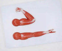 Modelo anatómico de brazo musculo mano y hombro
