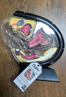 Anatomia de utero transparente - modelos anatomicos ginecologia