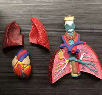 Modelo cardiopulmonar sistema respiratorio laringe