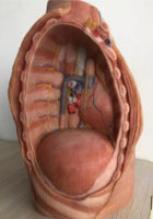 Modelo Mediastino Mediastinico - Ultra Realista Alta Simulación