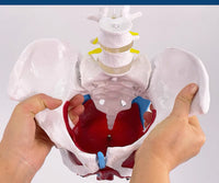 Modelo desmontable de Pelvis Femenina - suelo pelvico