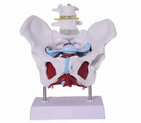 Modelo desmontable de Pelvis Femenina - suelo pelvico